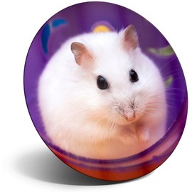 Destination Vinyl ltd Magnet for Refrigerator, Fridge - Cute Hamster Mouse Mice Rat for Office, Cabinet and Whiteboard, Magnetic Stickers, 2120