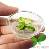 Planterest - Anubias Nana White Marble Tissue Culture Cup Live