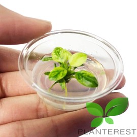 Planterest - Anubias Nana White Marble Tissue Culture Cup Live Aquarium Plant Decorations BUY2GET1FREE