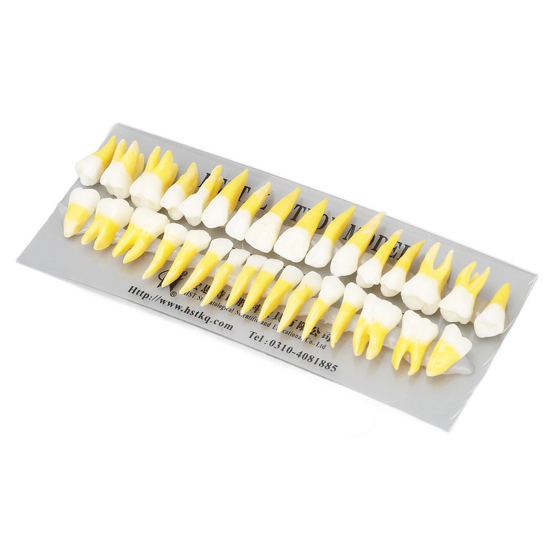 1:1 Scale Permanent Tooth Model 32pcs Dual Colors Permanent Resin