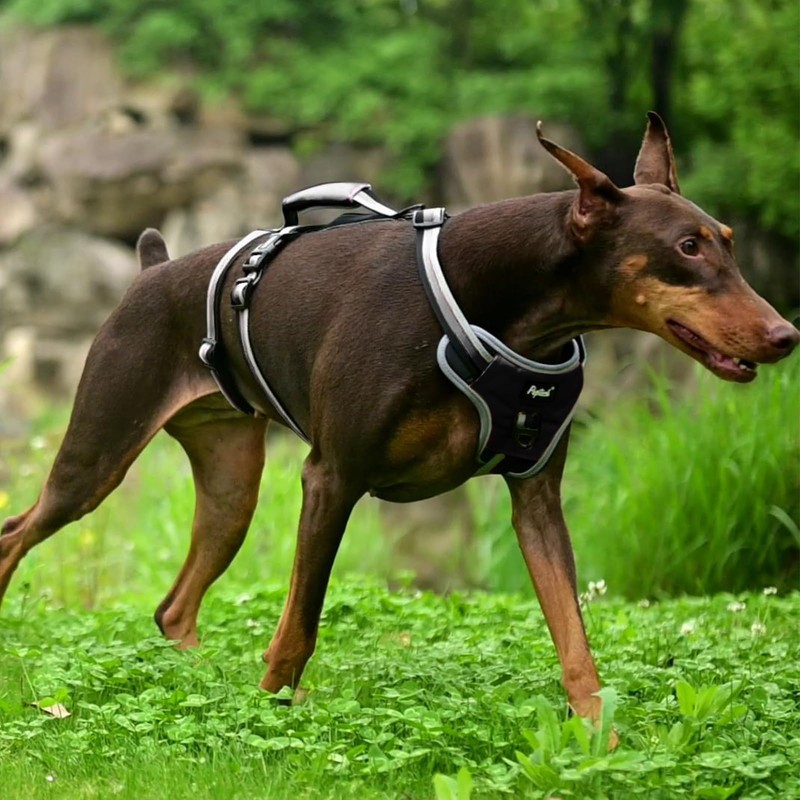 PUPTECK Escape Proof Dog Harness with Padded Handle, No Pull