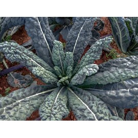 1000 Black Tuscan Lacinato Kale Seeds for Planting AKA Dinosaur Kale Heirloom Non GMO 3.5+ Grams Garden Vegetable Bulk Survival