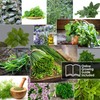 12 Culinary Herb Seeds Pack - Heirloom and Non GMO,