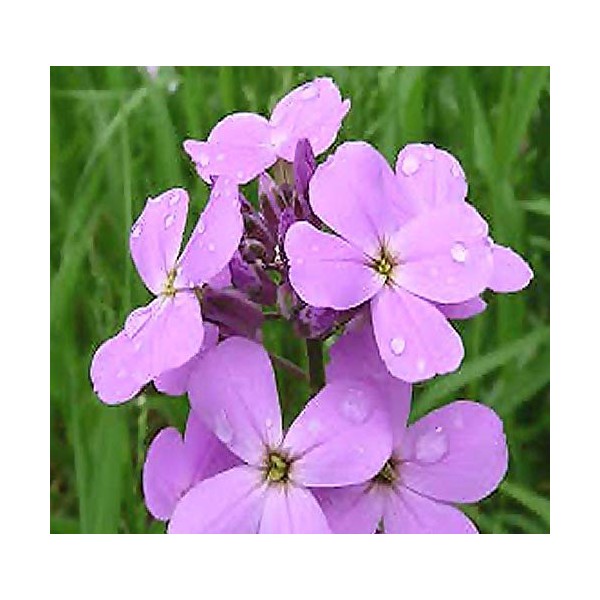 MySeeds.Co Big Pack - Dame's Rocket Seed (40,000 Seeds) -