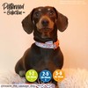 Ancol Patterned Collection Reflective Bone Collar size 1-2 to fit