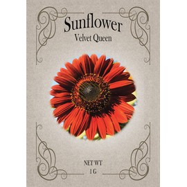 Set of Velvet Queen Sunflower Seed Packets - Create Your Dream Garden - Bulk Flower Seeds (25)
