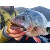 Westin CreCraw Creaturebait 8.5 cm 7 g – 5 Rubber