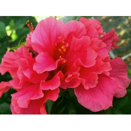 Pride of Hankins Bush Tropical Hibiscus Plant Triple Hot Fuchsia Salmon Pink Flower Emerald Goddess Gardens TM 4 Inch Pot