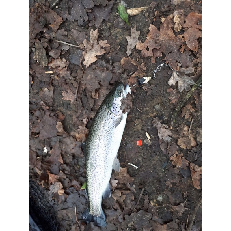 Twin-Turner® (2.5 gr. (blank) - trout