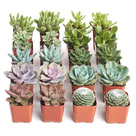 Shop Succulents Assorted Succulent Plant Pack Bulk Collection - Live Mini Succulent Plants, Low Maintenance, Mixture of Colors & Textures - Wedding and Party Favors, Gift & Garden, Pack of 20