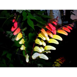 RAISE ME UP: Seeds Firecracker Vine Mina Lobata Quamoclit Annual Flowers