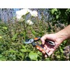 Garden Primus/Scissors – Black/Orange, 20.5 x 6.1 x 2.1 cm,