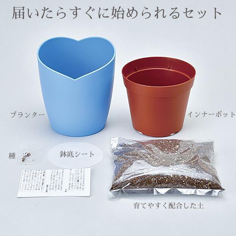 Seishin Pottery Home Garden Easy Cultivation Kit Nemophila Indoor Flower