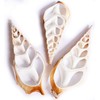 Set of 3 Large Center Cut Tibia Shell Slices (4")