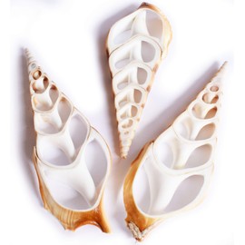 Set of 3 Large Center Cut Tibia Shell Slices (4") Beach Crafts Coastal Decor Nautical Jewelry