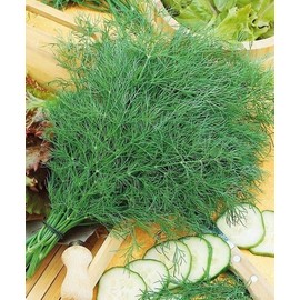 FUN AND GROW SEEDS: Seeds Mammoth Long Island Dill for Planting Variety for Pickling Vegetable Non GMO Heirloom 2000 Seeds