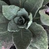 Organic Bulk Mullein Seeds (Verbascum thapsus) 500 Seeds (0.5 Grams)