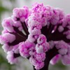 Mad Monkey Magic Sakura Tree Artificial Cherry Blossom Tree Aesthetic