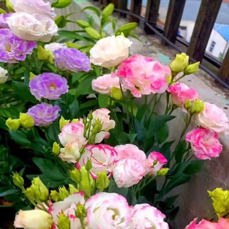 Fresh 100pcs Mixed Eustoma Flower Seeds for Planting, Easy-to-Grow Lisianthus