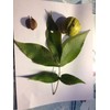 5 Shagbark Hickory Tree Seeds PRODUCTIVE NUT TREE