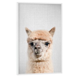 artboxONE Poster with White Frame 30 x 20 cm Llama and Alpaca for Children Alpaca Colourful Picture Animal African Alpaca