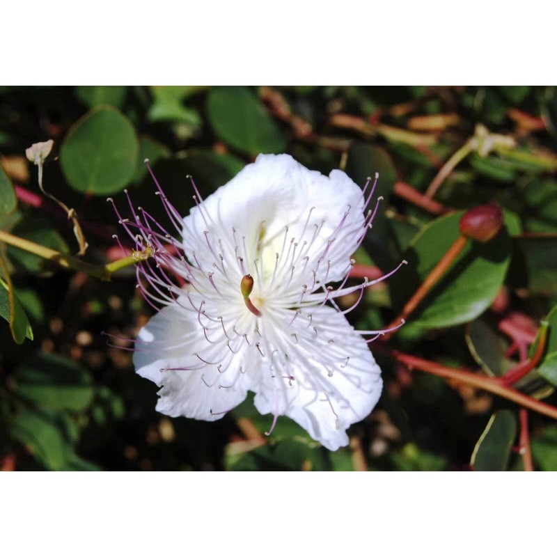 Buy Rare Seeds Capparis spinosa | Spineless Caper Bush |