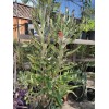 Unbranded 1 KALANCHOE MADRE DE MILES ARANTO MOTHER OF THOUSANDS