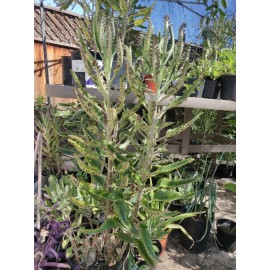 Unbranded 1 KALANCHOE MADRE DE MILES ARANTO MOTHER OF THOUSANDS