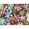 FLINK Rompecabezas de Plantas Suculentas
