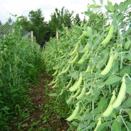 TomorrowSeeds - Sugar Daddy Snap Pea Seeds - 30+ Count Packet - for 2024 Non GMO USA Garden Vegetable Sweet Asian Chinese Snow Peas Seed for 2024