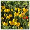 Everwilde Farms - 1/4 Lb Long-Headed Coneflower Native Wildflower Seeds