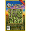 Everwilde Farms - 2000 Licorice Basil Herb Seeds - Gold