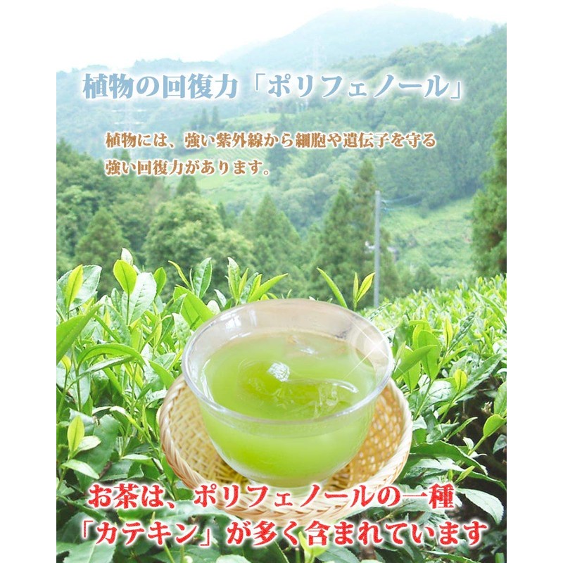 Chawaya Kakegawa Autumn Bancha, 3.3 lbs (1.5 kg)