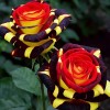 Nygardenia 20pcs Rare Rose 'Firebird' Seeds - Non-GMO Heirloom Variety.