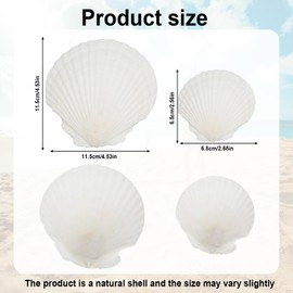 20stk Natürliche Jakobsmuscheln zum Basteln, 2 Größen Groß und Klein Weiße Sommer Strand Muscheln zum Selbermachen Malen Backen Hochzeitsdekor Ozean-Mottoparty und Heimdekoration