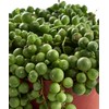 Shop Succulents | Hanging Collection of Live Succulent Plants, Hand