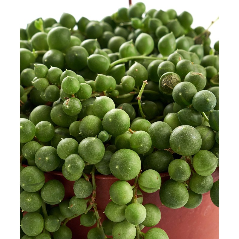 Shop Succulents | Hanging Collection of Live Succulent Plants, Hand