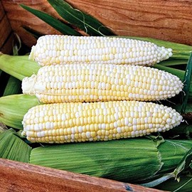 Wayland Chiles Sweet Corn, 18 Grams (Who Gets Kissed)