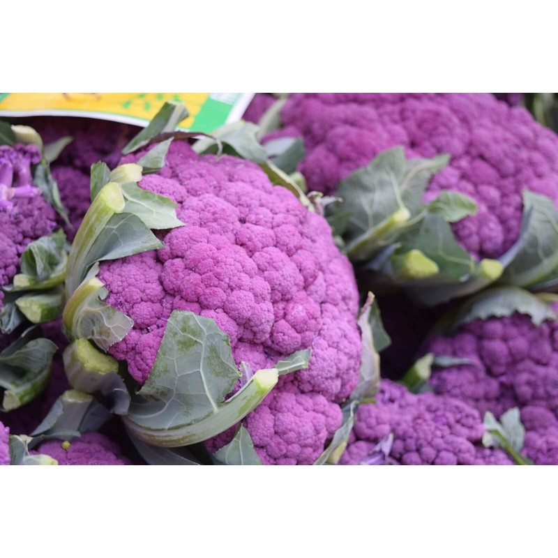 NIKA SEEDS - Seeds Vegetable Cauliflower Purple Cabbage - 100