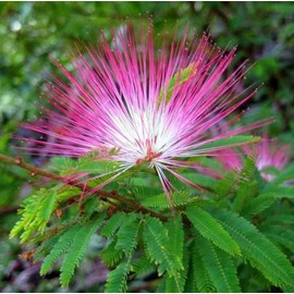 CZ GRAIN Pink Fairy Dust Tree Seeds - 10 Seeds - Calliandra eriophylla -Prized for Bonsai