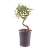 Brussel's Bonsai Live Chinese Elm Outdoor Bonsai Tree 5 Years