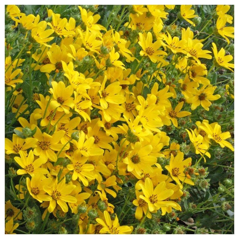 Everwilde Farms - 200 Engelmann Daisy Native Wildflower Seeds -