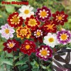 Treevale Dahlia Seeds - Dahlia Variabilis Dandy Mix Seeds | Flower Seeds - 30 Seeds No Tracking