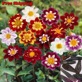 Treevale Dahlia Seeds - Dahlia Variabilis Dandy Mix Seeds | Flower Seeds - 30 Seeds No Tracking
