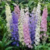 Eden Brothers Larkspur Seeds - Standard Mix