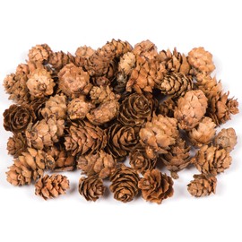 Baker Ross AC492 Larch Cones, Ideal for Kids, Arts and Crafts, Christmas, Sensory Stimulation and More, Value Pack, 250 grams