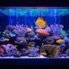 Bazayona Faeshoo Fish Tank Decoration Betta Fish Tank Decorations Accessories