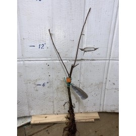 Unbranded Duchess of Oldenburg Apple, grafted plant, 12-18 inches tall