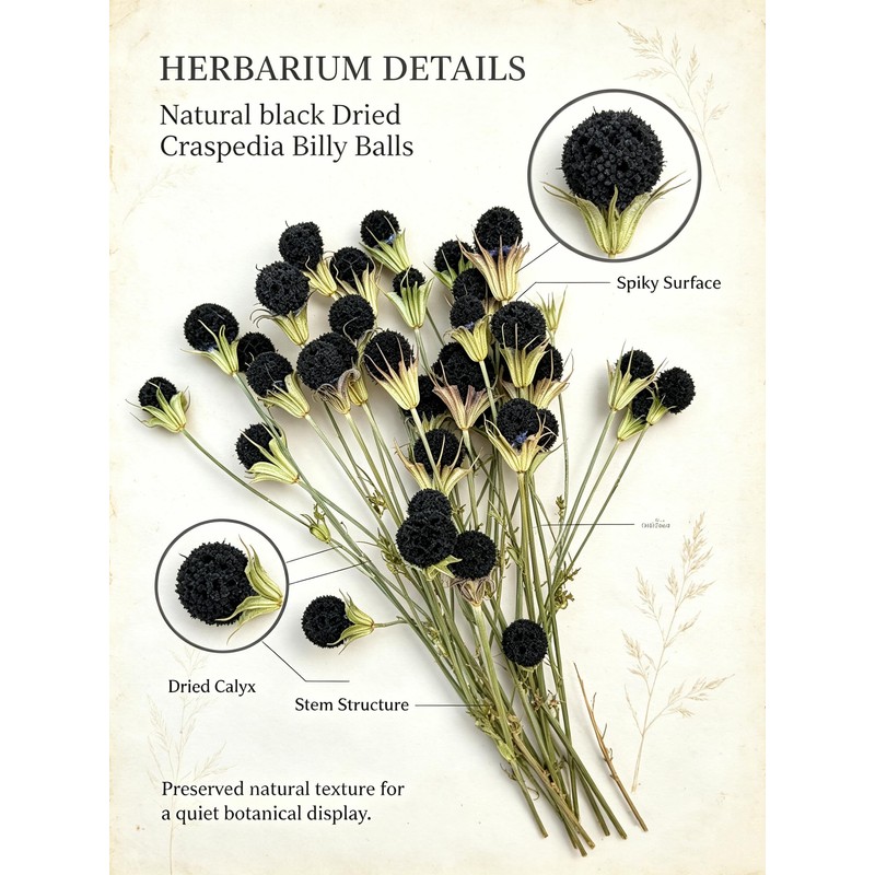 30Pcs Natural Black Dried Craspedia Billy Balls, Boho Dried Thistle