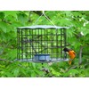 Erva Starling-Proof Barrier Guard Bluebird Feeder with Glass Mealworm Cup